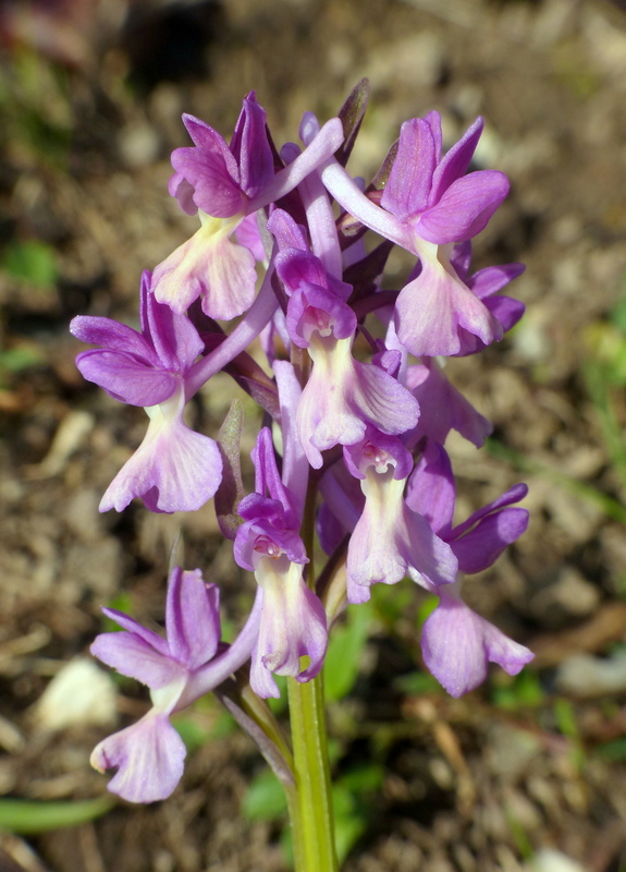 Dactylorhiza romana e prime fioriture tra Lazio e Campania - marzo 2023.